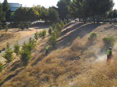 Hilltop vegetation
